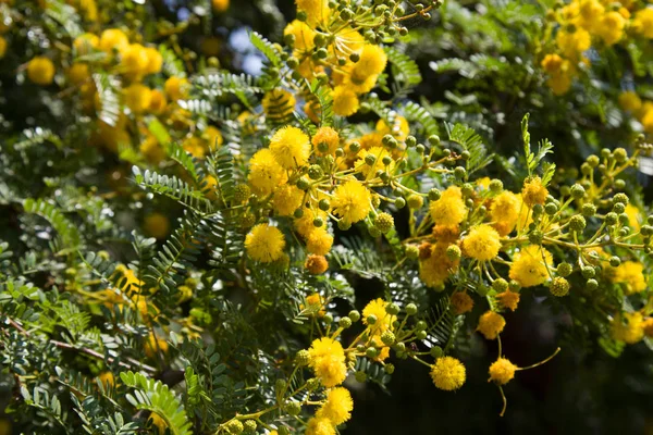 Yellow Blooming Mimosa Tree Sunny Day Acacia Silver Color — Stock Photo, Image