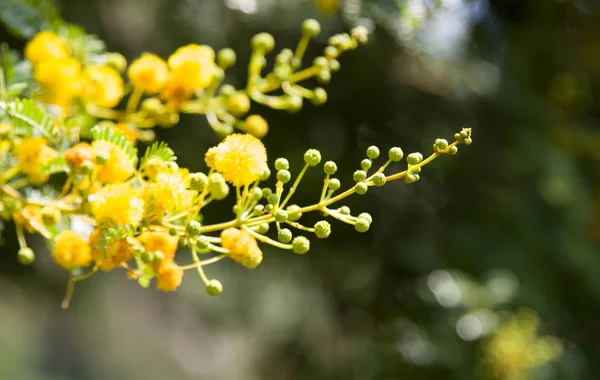 Galben Înflorind Mimosa Copac Într Însorită Acacia Argint Culoare — Fotografie, imagine de stoc