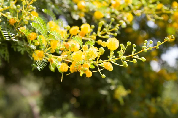 Galben Înflorind Mimosa Copac Într Însorită Acacia Argint Culoare — Fotografie, imagine de stoc