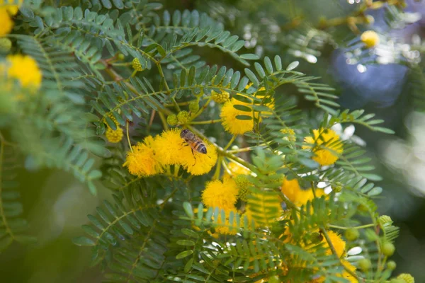 Yellow Blooming Mimosa Tree Sunny Day Acacia Silver Color — Stock Photo, Image
