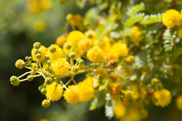 Amarelo Florescendo Mimosa Uma Árvore Dia Ensolarado Acácia Prata Cor — Fotografia de Stock