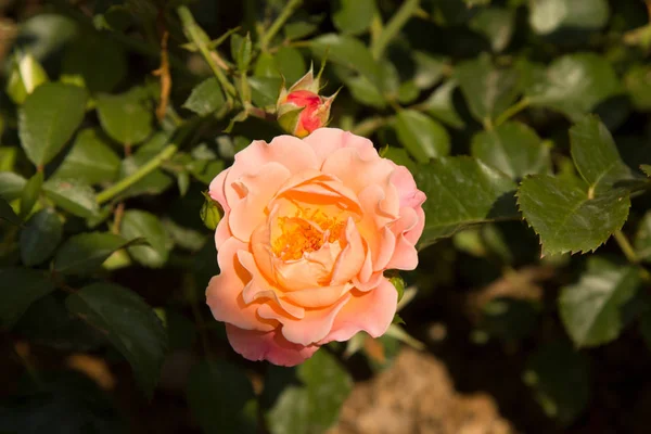 Rosa Flor Que Crece Jardín Floreciente Rosa Bush Soleado Día —  Fotos de Stock