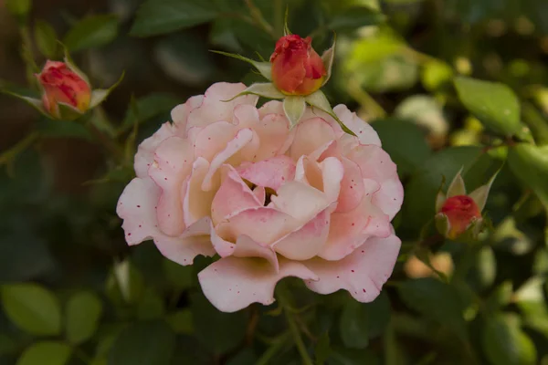 Rosa Flor Que Crece Jardín Floreciente Rosa Bush Soleado Día —  Fotos de Stock