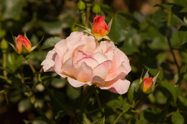 Rosa Flor Que Crece Jardín Floreciente Rosa Bush Soleado Día —  Fotos de Stock