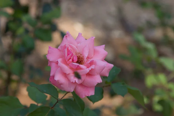 Rosa Flor Que Crece Jardín Floreciente Rosa Bush Soleado Día —  Fotos de Stock