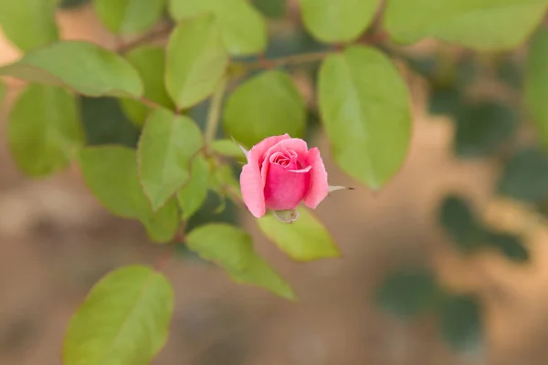 Rosa Flor Que Crece Jardín Floreciente Rosa Bush Soleado Día —  Fotos de Stock