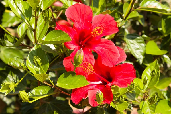 Hibiscus red flower (Chinese rose, Chinese hibiscus, Hawaiian hibiscus) in tropical garden of Turkey, Alanya