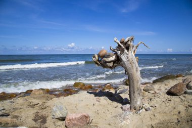 Mavi denizin kıyısında eski bir ağaç. Taşlar, ahşap, deniz ve gökyüzü. Güzel deniz landscap