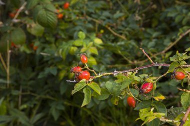 Bahçedeki bir çalılıkta olgunlaşmış gül ağacı meyvesi. Bir dalda gül ağacı üzümü