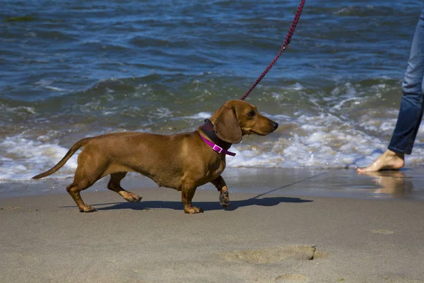 Mavi denizdeki Dachshund. Güney ülkelerinde bir evcil hayvanla tatil