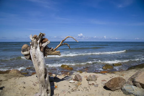 Mavi denizin kıyısında eski bir ağaç. Taşlar, ahşap, deniz ve gökyüzü. Güzel deniz landscap