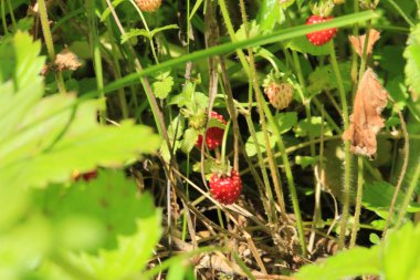 Taze olgun orman çilekleri yeşil çimlerin arka planında yetişir. Tatlı kırmızı meyveler