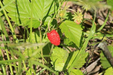 Taze olgun orman çilekleri yeşil çimlerin arka planında yetişir. Tatlı kırmızı meyveler