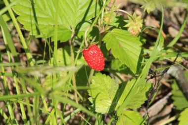 Taze olgun orman çilekleri yeşil çimlerin arka planında yetişir. Tatlı kırmızı meyveler