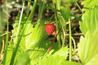 Taze olgun orman çilekleri yeşil çimlerin arka planında yetişir. Tatlı kırmızı meyveler