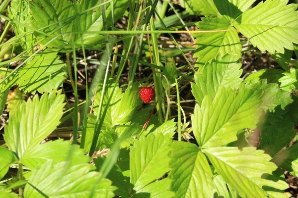 Fragole Fresche Foresta Matura Crescono Nella Foresta Sullo Sfondo Erba — Foto Stock