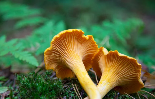 Chanterelles Two Yellow Forest Moss Cantharellus Cibarius Autumn Mushrooms — стоковое фото
