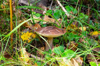 Leccinum Scabrum ormanda ve ötesinde sık sık kavak ağacının altında yetişir. Yenilebilir mantar.
