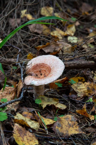 Μαλλιαρός Γαλατάς Lactarius Torminosus Στο Φθινοπωρινό Δάσος Μανιτάρι Είναι Βρώσιμο — Φωτογραφία Αρχείου