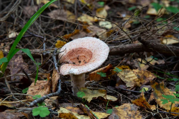 Шерстистый Молочник Lactarius Torminosus Осеннем Лесу Гриб Съедобный — стоковое фото