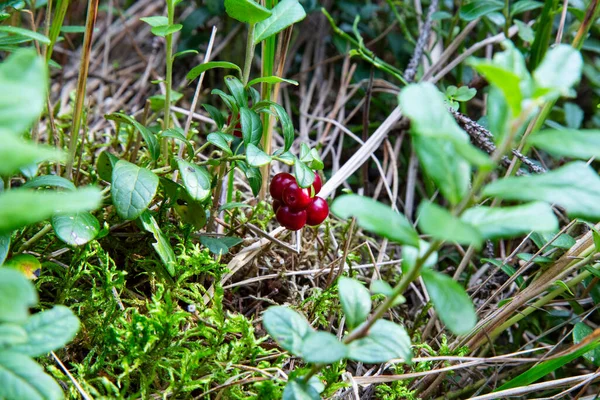 Sonbahar ormanında olgun bir inek üzümü. Çok yararlı ve lezzetli böğürtlen.