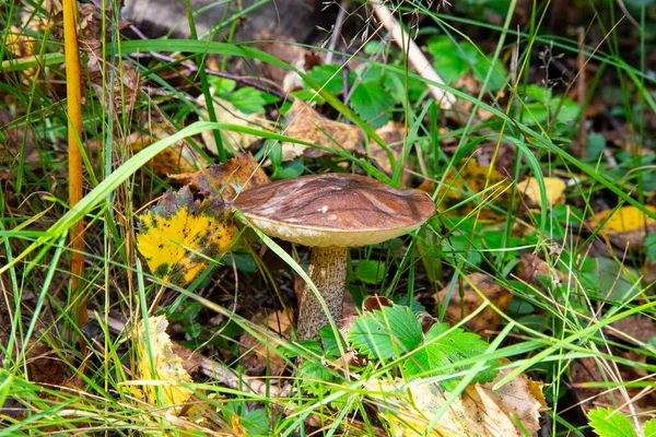 Leccinum Scabrum ormanda ve ötesinde sık sık kavak ağacının altında yetişir. Yenilebilir mantar.