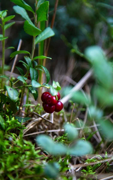 Ripe Cowberry Autumn Forest Very Useful Delicious Berry — Stock Photo, Image