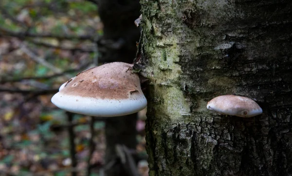 Parasitsvamp Stammen Ett Dött Träd Polyporus — Stockfoto