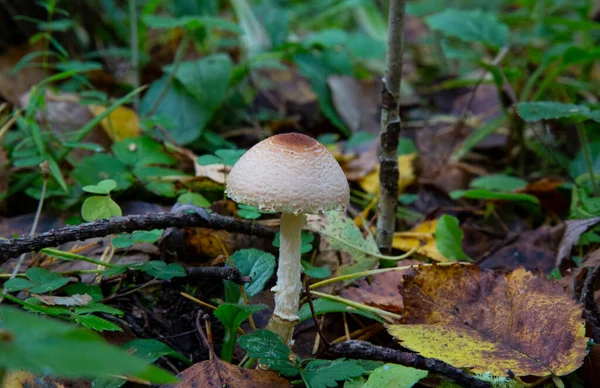 Toadstool Close Cogumelo Venenoso Floresta Terra Musgo Verde Cogumelos Cortados — Fotografia de Stock