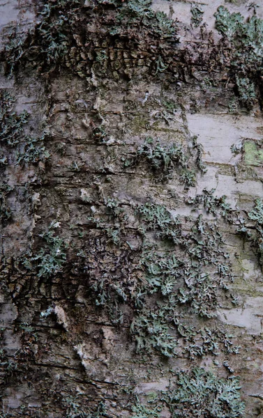 Corteza Abedul Cerca Con Hojas Otoño Textura Madera —  Fotos de Stock