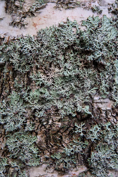 Birch yakından havlar. Sonbahar yapraklarıyla. Ahşap doku