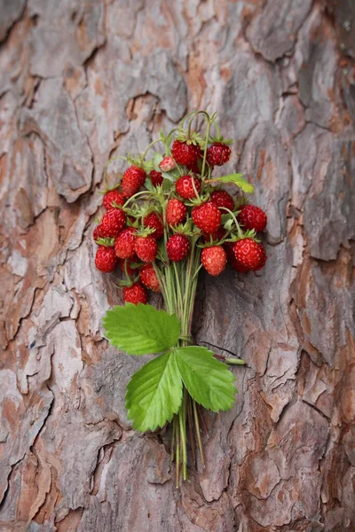 숲에서는 딸기가 자랍니다 열매는 풀에서 자란다 우리는 숲에서 딸기를 합니다 — 스톡 사진