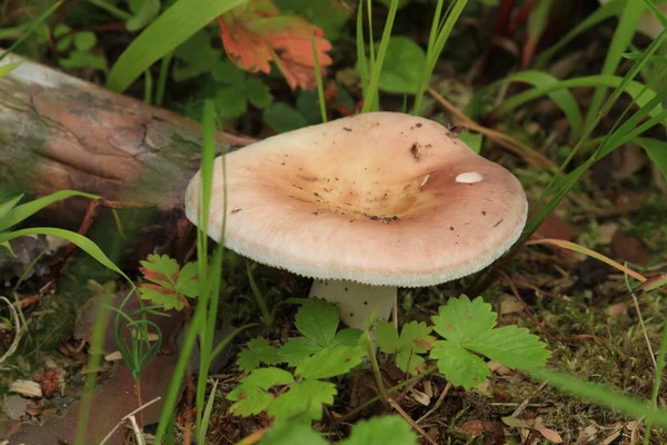 Russulaceae Cogumelo Floresta Outono Entre Folhas Verdes Comestível Preferência Frito — Fotografia de Stock