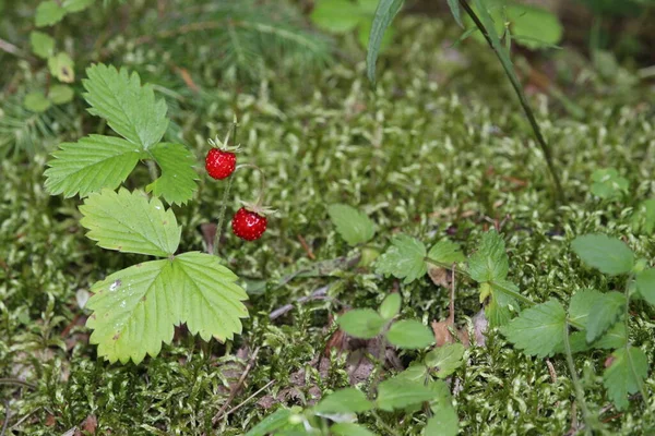 Vahşi çilekler ormanda yetişir. Orman kırmızı böğürtlenleri çimenlerde yetişir. Ormanda yabani çilek topluyoruz..