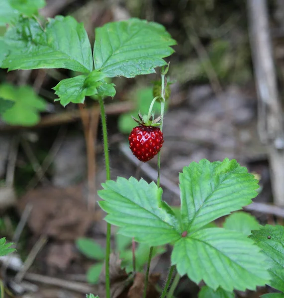 Wild strawberries grow in the forest. Forest red berry grows in the grass. We collect wild strawberries in the forest.