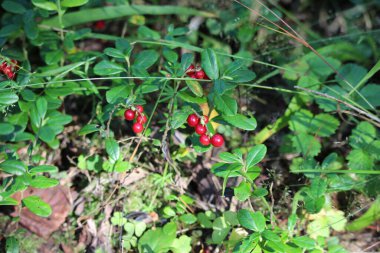 Sonbahar ormanında olgun bir inek üzümü. Çok yararlı ve lezzetli böğürtlen.