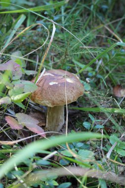 Bu yıl çok sıcak bir yaz geçirdik ve mantarlar değildi. Eylülde yağmur yağdı ve sonra hepsi bir anda mantar yetişti: boletus, boletus, boletus ve beyaz..