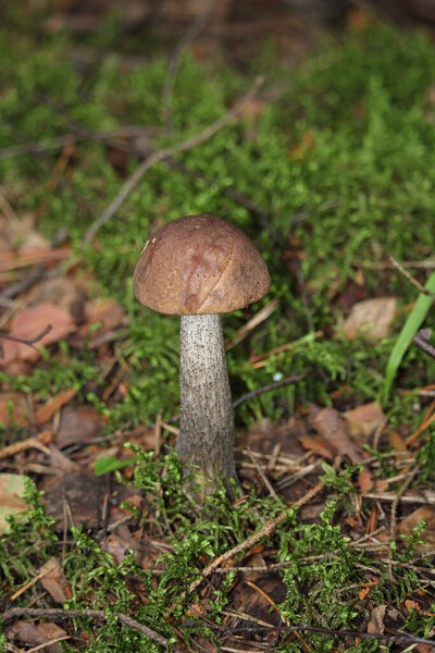 Leccinum Scabrum grows most often under aspen trees in the forest and beyond. Edible mushroom.