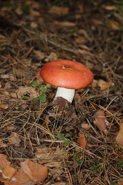 Russulaceae Yeşil Yaprakların Arasında Sonbahar Ormanında Mantar Yenilebilir Tercihen Kızarmış — Stok fotoğraf