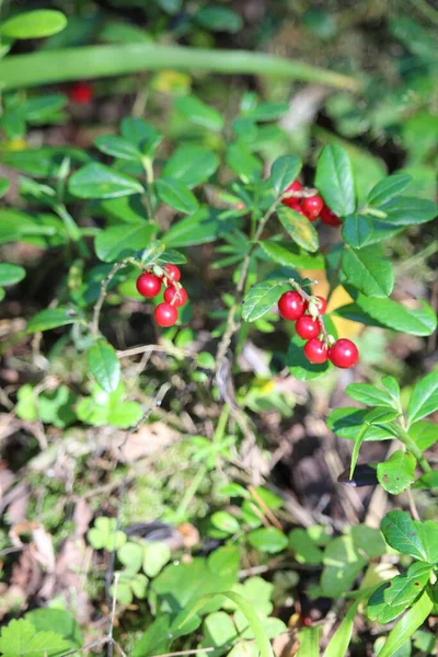 Ripe Cowberry Autumn Forest Very Useful Delicious Berry — Stock Photo, Image