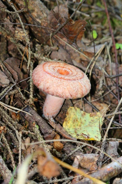 Woolly Milkman Lactarius Torminosus Floresta Outono Cogumelo Comestível — Fotografia de Stock