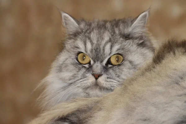 Gri Kawaii Şirin Tüylü Skoç Uzun Saçlı Uzun Saçlı Kedi — Stok fotoğraf