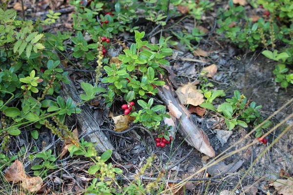 Спелые Ягоды Осеннем Лесу Полезная Вкусная Ягода — стоковое фото