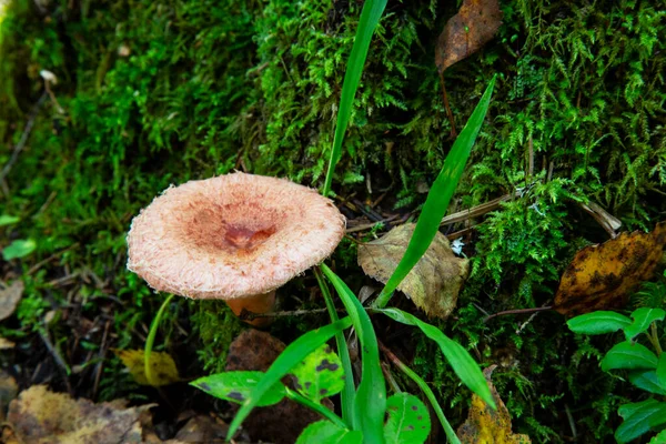 Шерстистый Молочник Lactarius Torminosus Осеннем Лесу Гриб Съедобный — стоковое фото