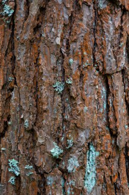 Ahşap doku arka planı. Ağaç kabuğu en dıştaki ağaç gövdesi ve odunsu bitkilerin kökleridir. Kabuklu bitkiler arasında ağaçlar, odunsu sarmaşıklar ve çalılar vardır..