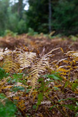 Broadway Ormanı Cotswolds UK Güneşli sonbahar eğreltiotu