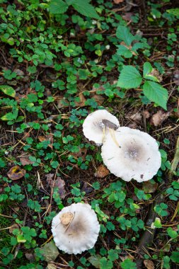 Toadstool, yeşil yosun zemininde zehirli bir mantara yaklaş - ormanda kesilmiş mantarlar - beyaz mantar