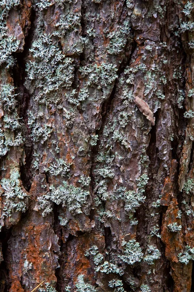 Holz Textur Hintergrund Rinde Ist Die Äußerste Schicht Von Stängeln — Stockfoto