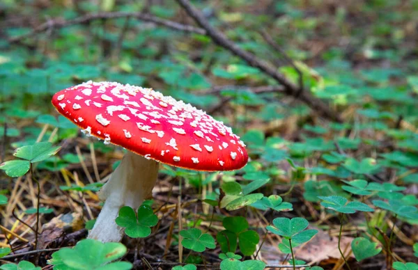 Červená Moucha Agaric Jasný Krásný Podzimním Lese Jedovaté Houby — Stock fotografie