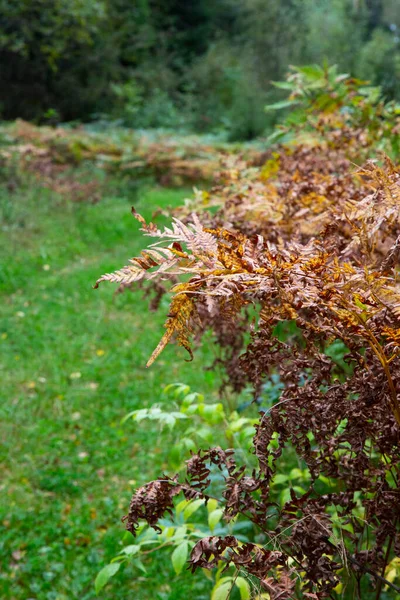 Broadway Woods Cotswolds Verenigd Koninkrijk Zonovergoten Herfstvaren — Stockfoto